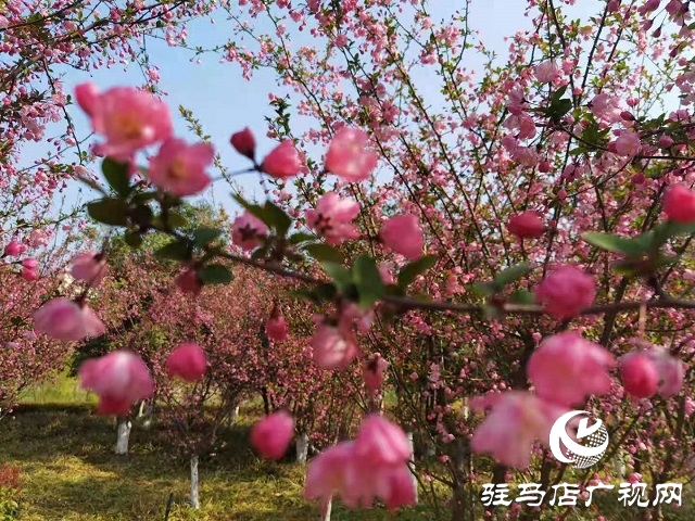 駐馬店：陽春三月至 花開春意濃