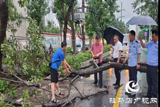 風(fēng)雨刮倒樹(shù)木成隱患 園林工人忙清理還道路暢通