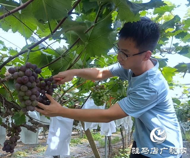 禾綠葡萄成熟“惹人醉” 清華學(xué)子體驗(yàn)“采摘樂(lè)”