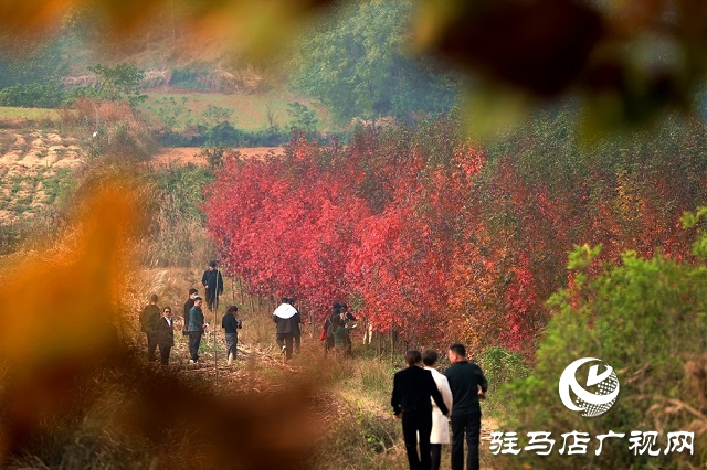 又見(jiàn)楓葉紅似火 駐馬店板橋鎮(zhèn)千畝歐洲楓香種植基地喜迎游客