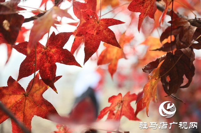 又見(jiàn)楓葉紅似火 駐馬店板橋鎮(zhèn)千畝歐洲楓香種植基地喜迎游客