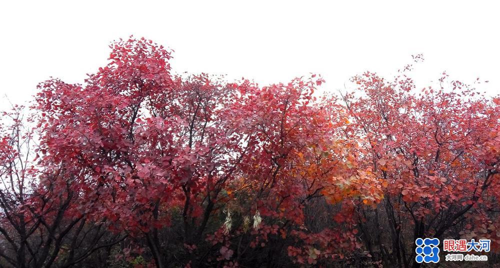 醉美紅葉秋染太行