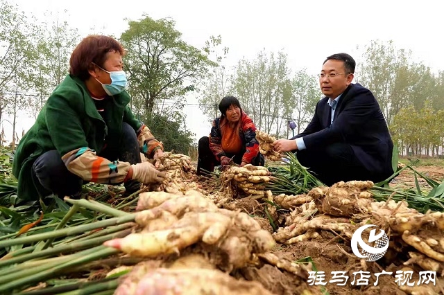 駐馬店驛城區(qū)諸市鎮(zhèn)發(fā)展生姜產(chǎn)業(yè) 助力鄉(xiāng)村振興