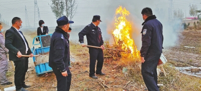 河南排查、處理數(shù)萬(wàn)株“加拿大一枝黃花” 我省這種花還處萌芽期 不必恐慌