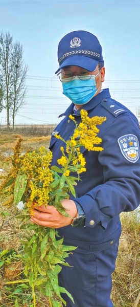 河南排查、處理數(shù)萬(wàn)株“加拿大一枝黃花” 我省這種花還處萌芽期 不必恐慌