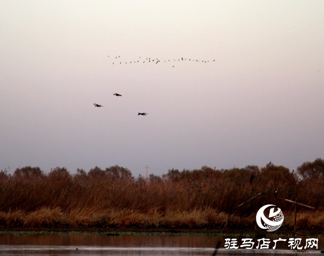 宿鴨湖景色美如畫