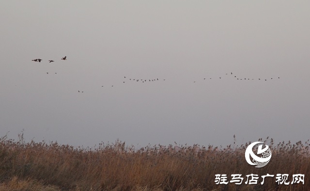 宿鴨湖景色美如畫