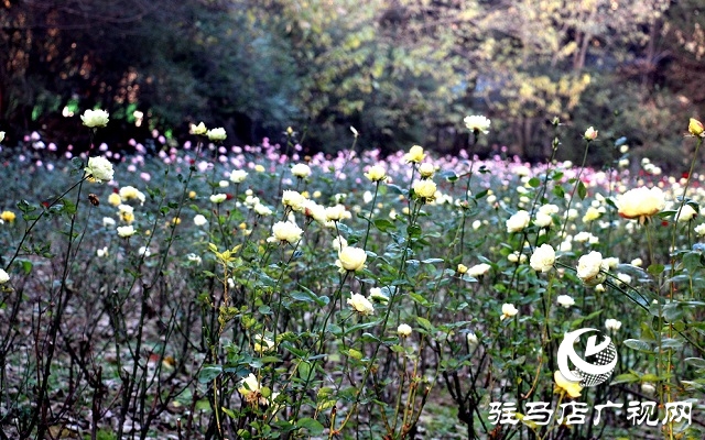 駐馬店：初冬公園掠影