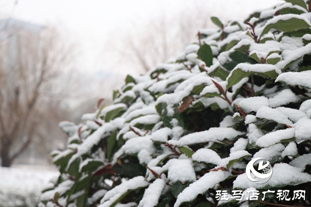 駐馬店飄雪了