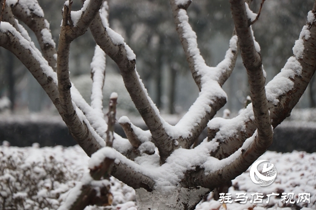 駐馬店飄雪了