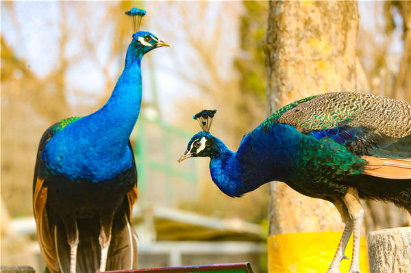 鄭州市動(dòng)物園孔雀進(jìn)入最佳觀賞期 錯(cuò)過(guò)再等一年