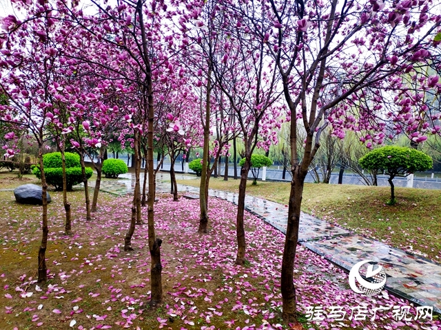 駐馬店市風(fēng)雨無心陣陣摧 落花繾綣款款來