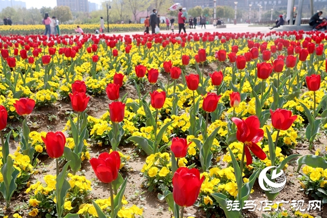 駐馬店開源公園郁金香綻放 吸引市民來趕春