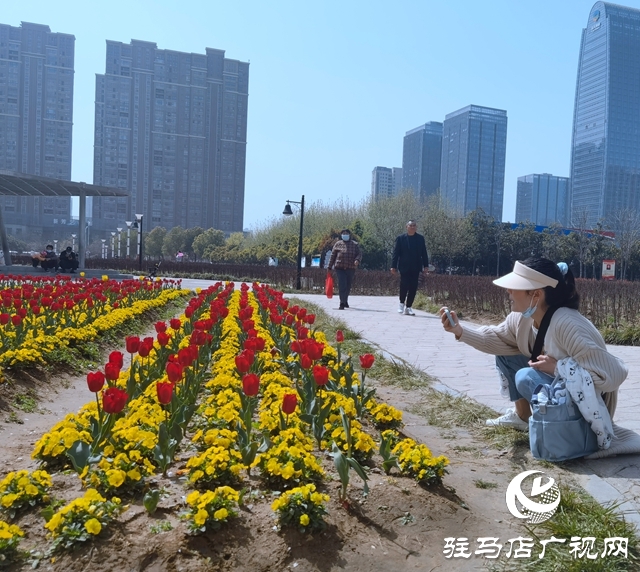 駐馬店開源公園郁金香綻放 吸引市民來趕春