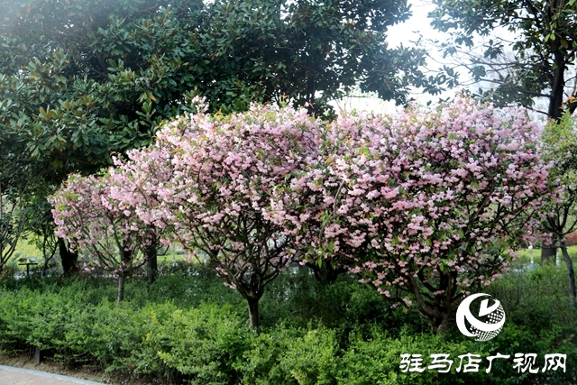 海棠花開季 正是賞花時