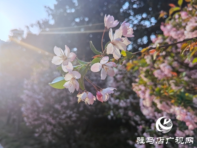 海棠花開季 正是賞花時