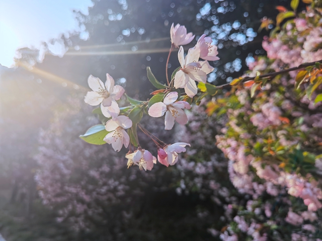 海棠花開季 正是賞花時(shí)