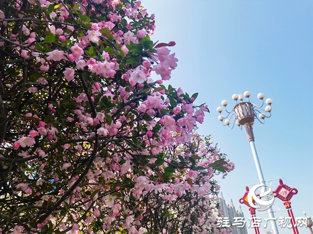 海棠花開季 正是賞花時