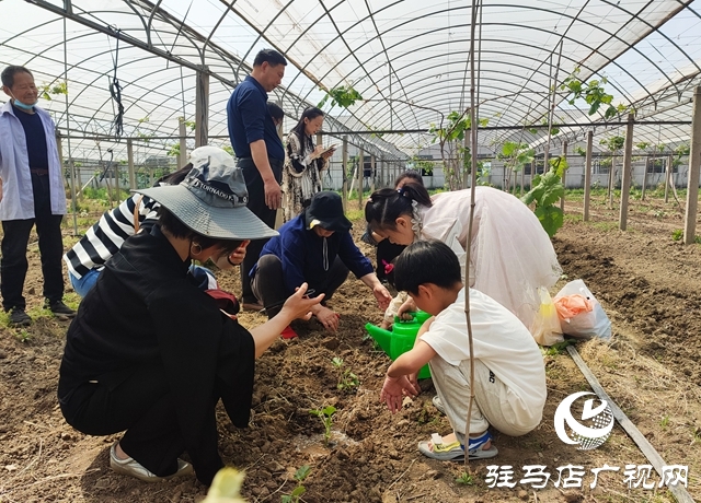 遂平杰美莊園：認(rèn)養(yǎng)早春西瓜 見證小生命成長