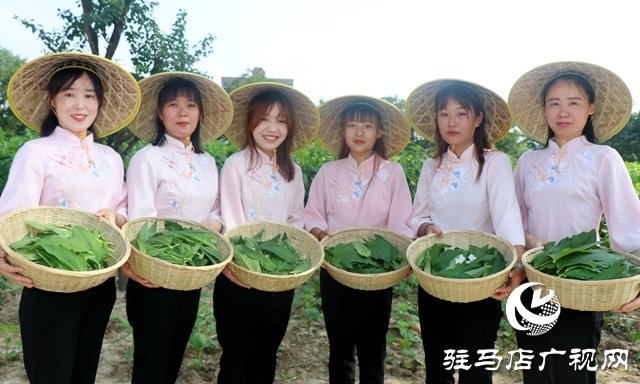 芝麻葉揉三遍，拿肉也不換 正道芝麻葉喜迎豐收