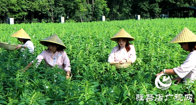 芝麻葉揉三遍，拿肉也不換 正道芝麻葉喜迎豐收