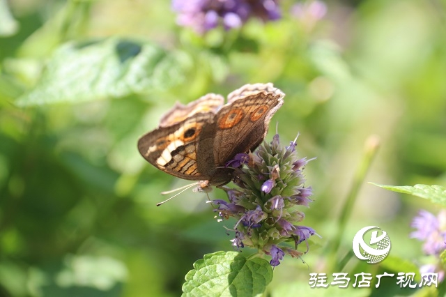 霍香花開濃 蜂蝶蹁躚來