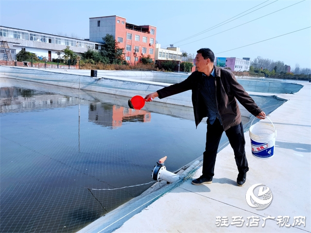 駐馬店市驛城區(qū)板橋鎮(zhèn)：多彩錦鯉游出致富路