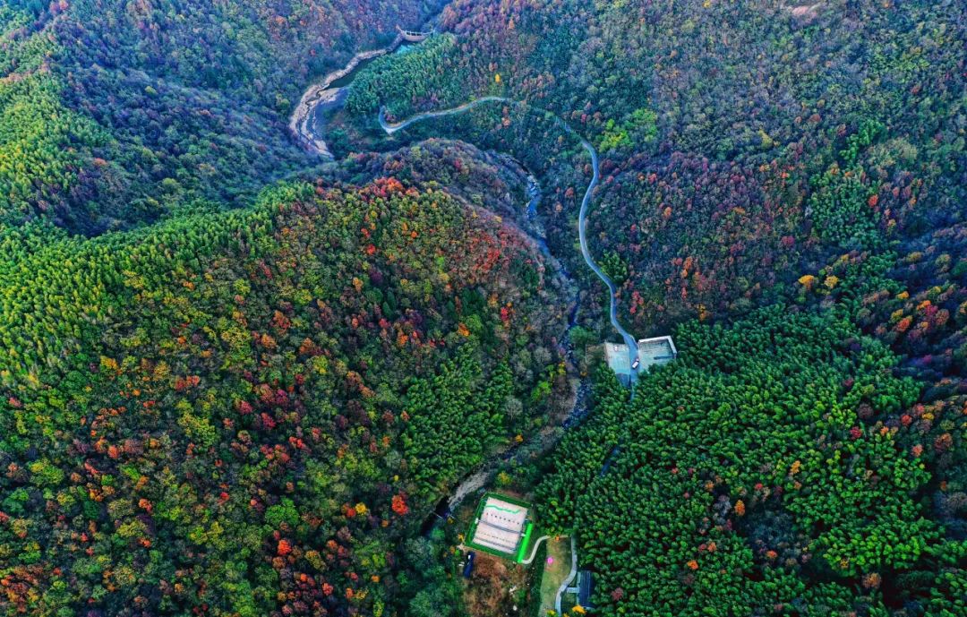 西九華山秋景醉人——紅葉碧竹映射“醉美”深秋！