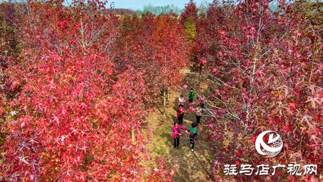 駐馬店：楓香葉正紅 畫筆描繪“楓”情畫卷