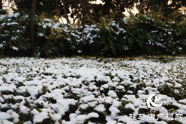 駐馬店市區(qū)迎來今冬第一場雪