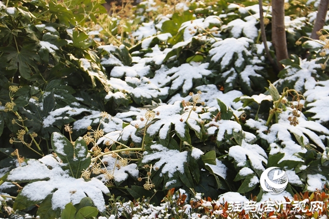 駐馬店市區(qū)迎來今冬第一場雪