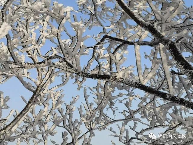 「金頂●冬雪」忽如一夜春風(fēng)來，千樹萬樹梨花開