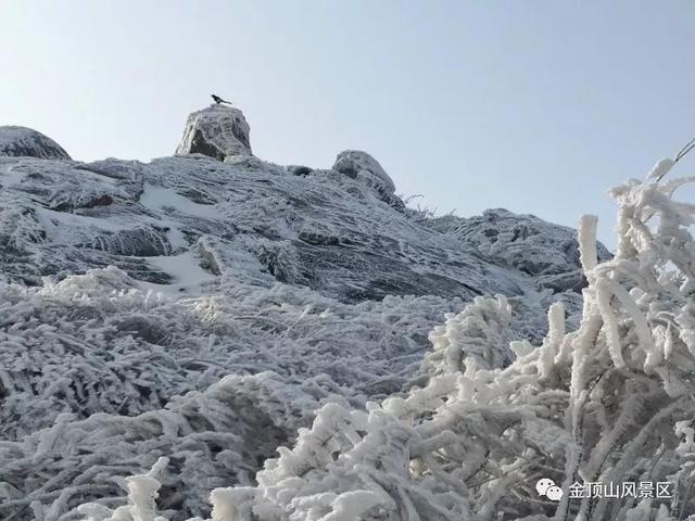 「金頂●冬雪」忽如一夜春風(fēng)來，千樹萬樹梨花開