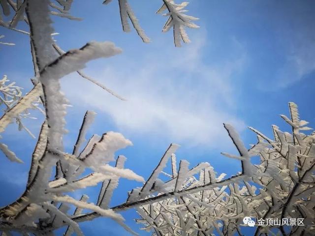 「金頂●冬雪」忽如一夜春風(fēng)來，千樹萬樹梨花開