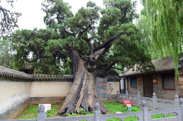 植樹節(jié)丨守護從歷史中走來的綠蔭 河南“樹醫(yī)”助力古樹名木“延壽回春”