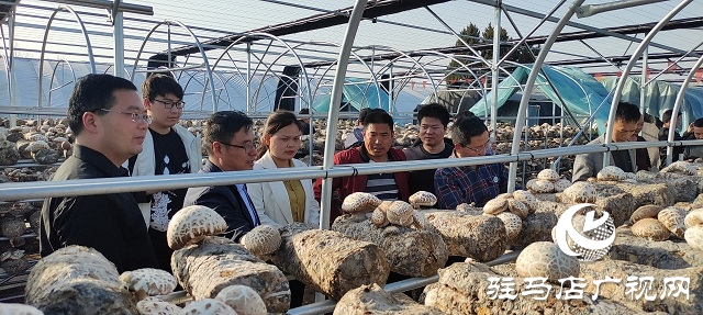 以“菇”會友  舞陽縣食用菌協(xié)會深入泌陽縣菌菇基地觀摩學(xué)習(xí)