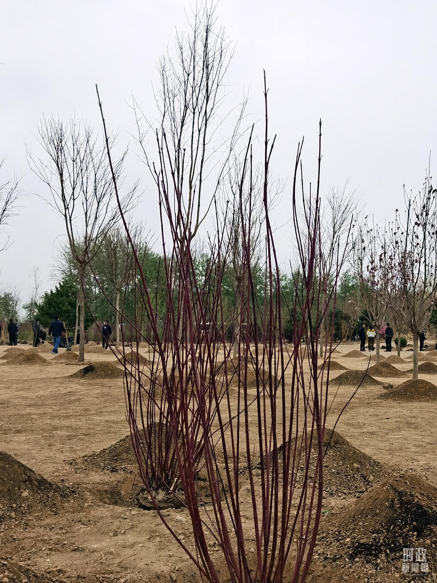 時政新聞眼丨在今年首都義務(wù)植樹現(xiàn)場，習(xí)近平這三句話飽含深意