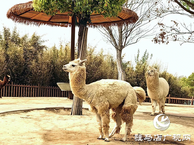 30多家旅行社負責人到周口野生動物園踩線