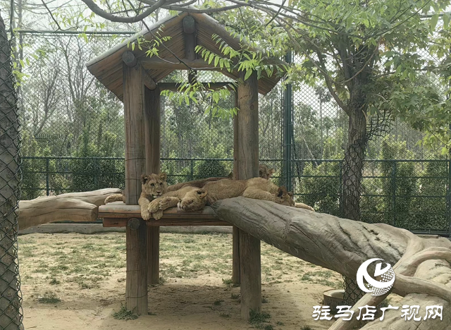 30多家旅行社負責人到周口野生動物園踩線