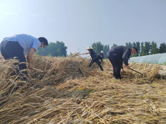 風吹麥浪黨旗紅 助農惠民促振興——市紀委監(jiān)委機關黨員突擊隊助力“三夏”生產