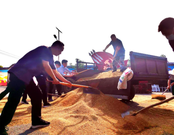 風吹麥浪黨旗紅 助農惠民促振興——市紀委監(jiān)委機關黨員突擊隊助力“三夏”生產