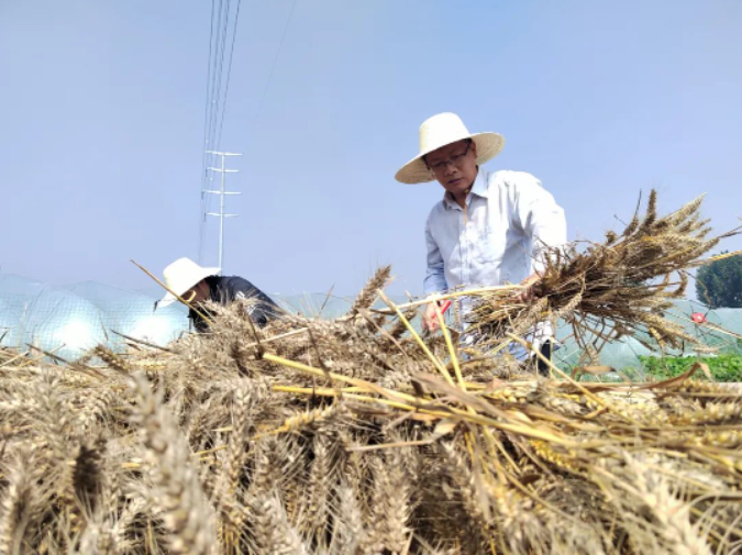 風吹麥浪黨旗紅 助農惠民促振興——市紀委監(jiān)委機關黨員突擊隊助力“三夏”生產