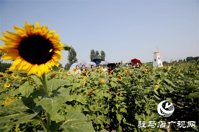 駐馬店市驛城區(qū)：葵花向陽(yáng)開 鄉(xiāng)村迎客來(lái)