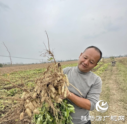 汝南：雁亭農(nóng)人——“四籽紅美人”新品上市！