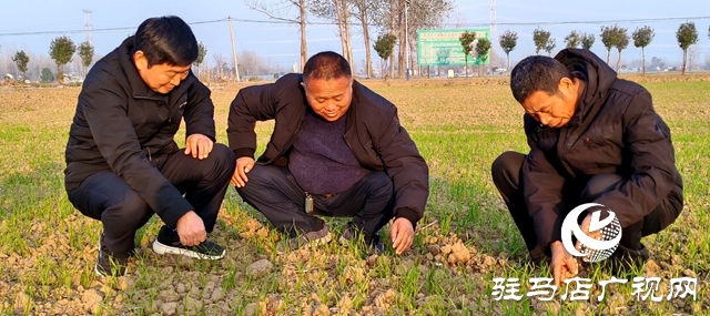 平輿縣麥播結束 農(nóng)技專家到田間地頭跟蹤指導服務