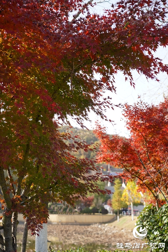 確山縣：盤龍山上楓葉紅