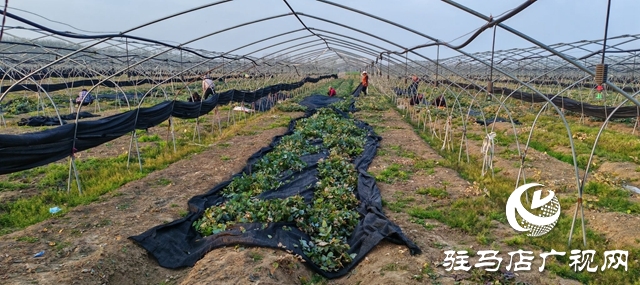 平輿縣李屯鎮(zhèn)大許村：中藥材種植賦能鄉(xiāng)村振興