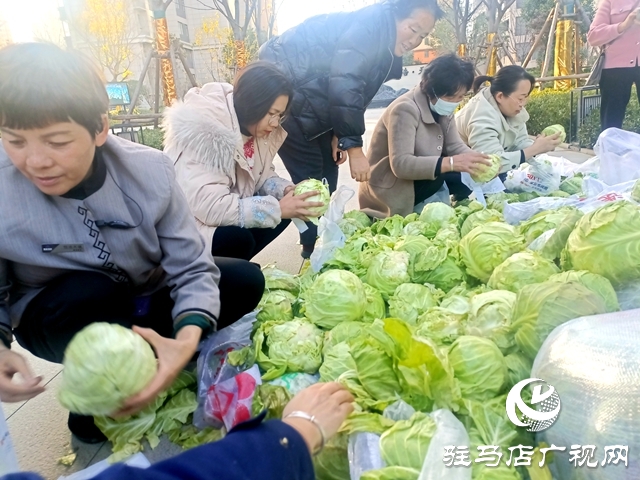 甘藍(lán)豐收找銷路 愛心企業(yè)采購解農(nóng)憂