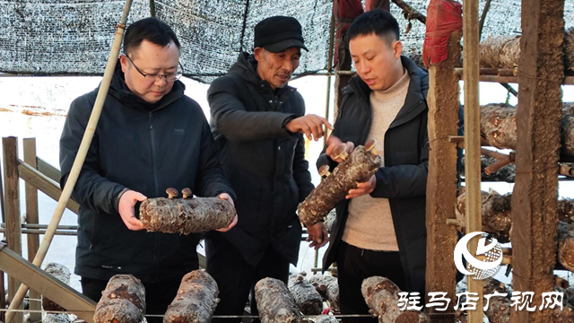 泌陽縣下碑寺鄉(xiāng)曹莊村：發(fā)展食用菌產業(yè) “菇”足干勁促振興