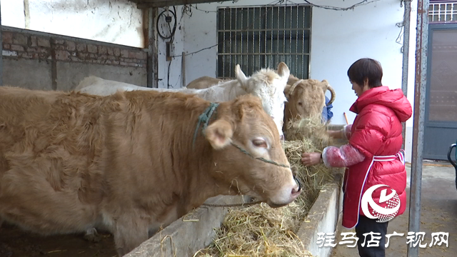 正陽縣銅鐘鎮(zhèn)閆莊村：肉牛養(yǎng)殖連片發(fā)展 致富道路越走越寬